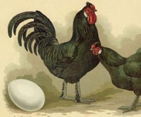 31. Mai: Irgendwas mit Hühnern. Lesung von Roland Röder aus "Krauts & Rüben. Der letzte linke Kleingärtner"